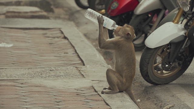 Monkey Drinking Water Holding a Plastic Bottle on the Street