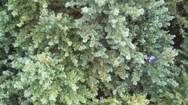 Shaking a pine tree to collect nuts