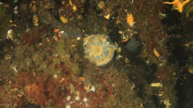 Fish eating jellyfish