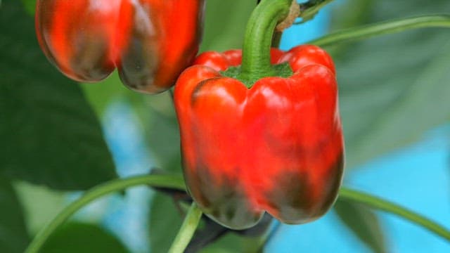 Green leaves and red bell peppers