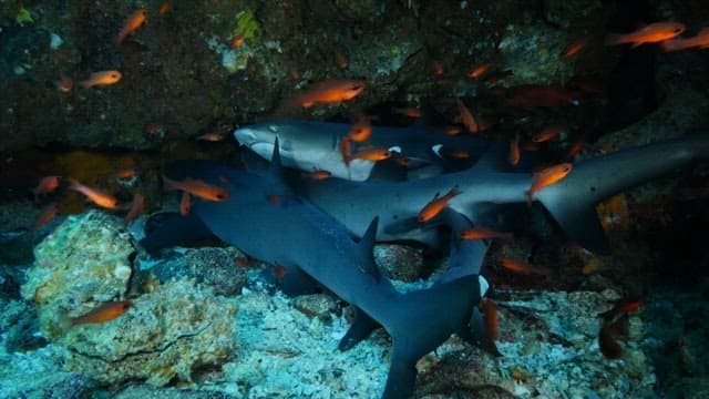 Underwater scene with sharks and a school of fish