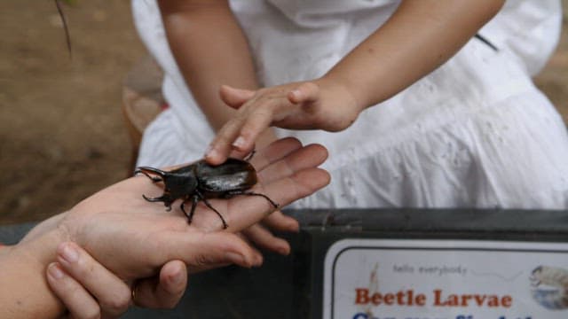Children observing and touching a large stag beetle