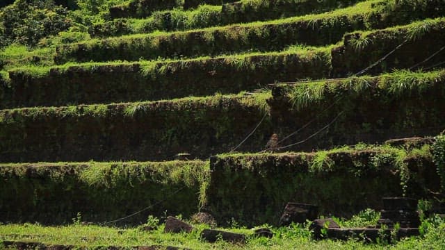 Lush green stairs under the clear sky