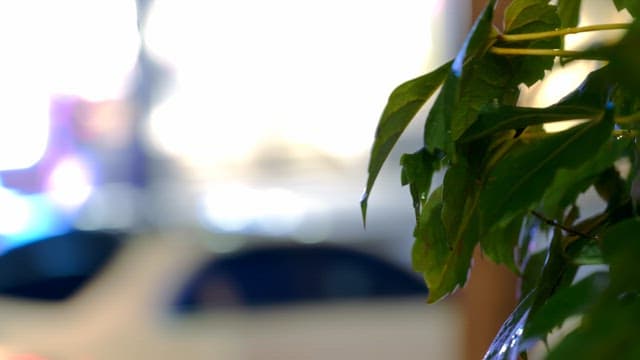 Leaves with a passing cars in the background