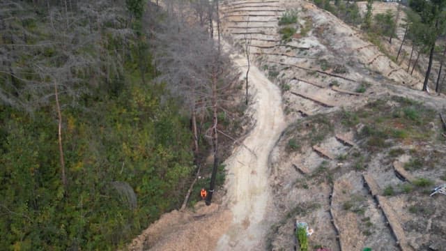 Worker cutting down a tree in a deforested hill area