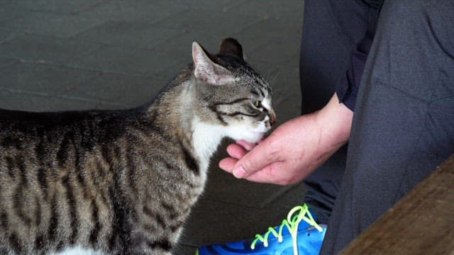 Human feeding a cat in an outdoor setting