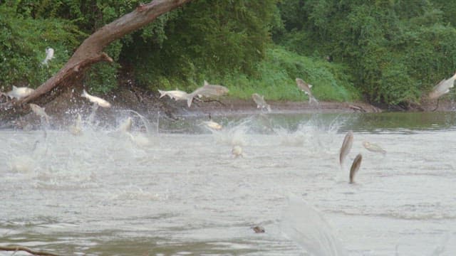 Carps jumping in a river surrounded by greenery