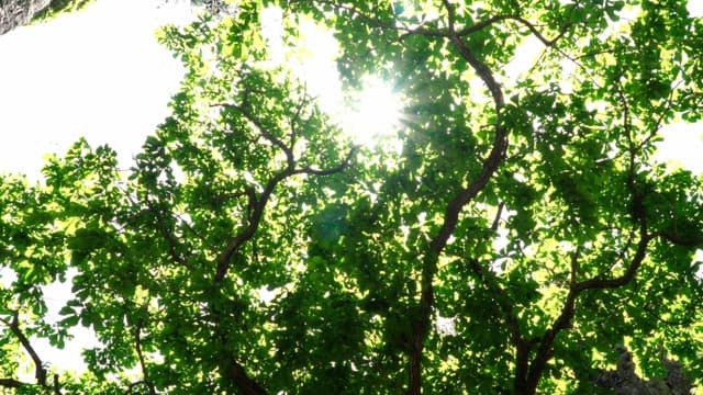 Sunlight streaming through lush green canopy in forest