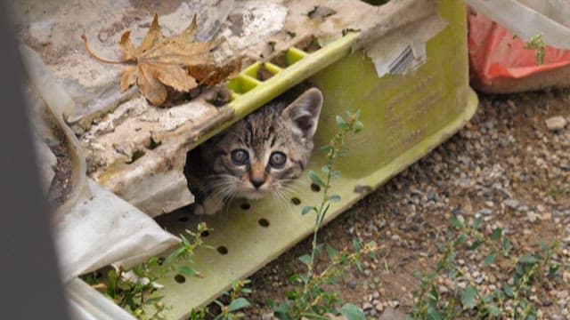 Cats in hiding place