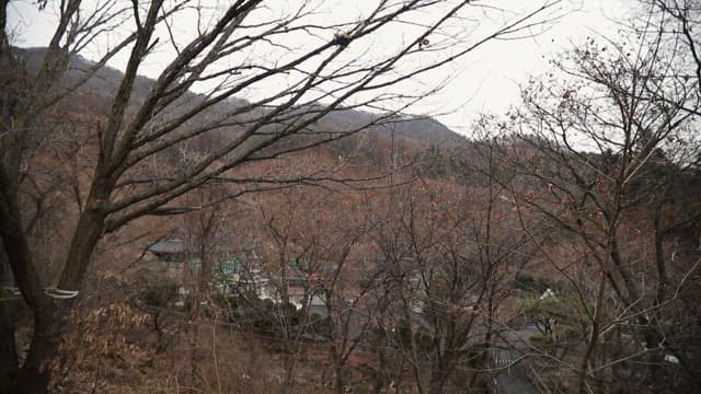 View of a forest through a window
