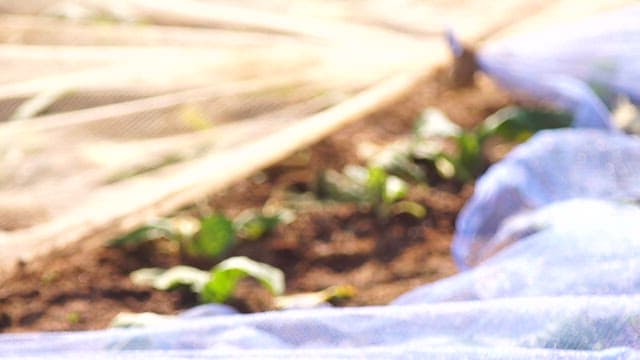 Mustard leaves growing under protective netting