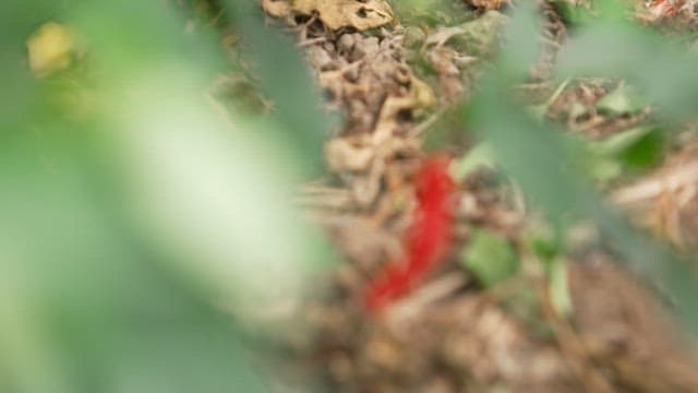 Ripe red peppers and leaves in the pepper field