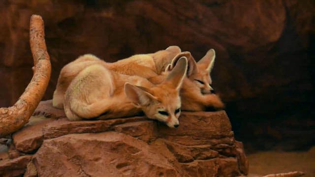 Resting Fennec Foxes on Rock in Zoo Enclosure