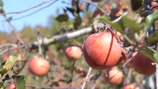 Ripe apples hanging on a tree branch