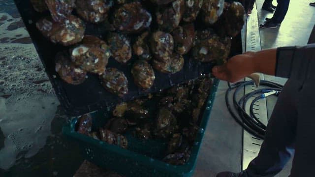 Abalones Scooped from Fish Farms