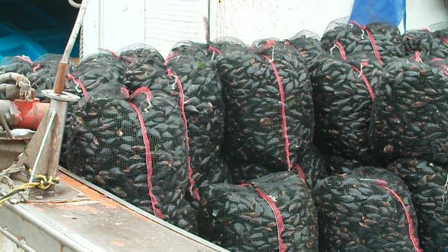 Freshly harvested mussels piled on a fishing boat