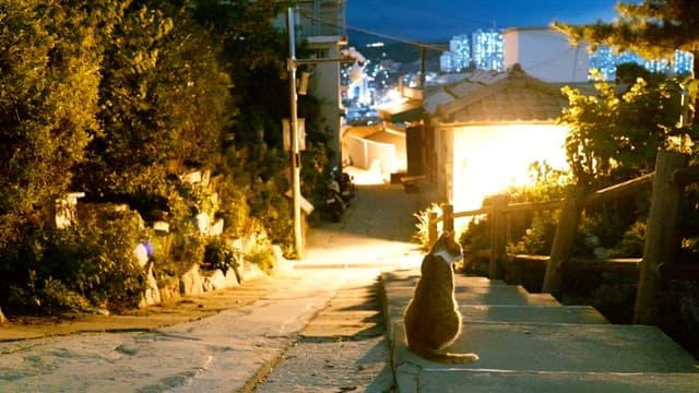 Cat sitting on the steps of a narrow alley in a residential area with the lights on