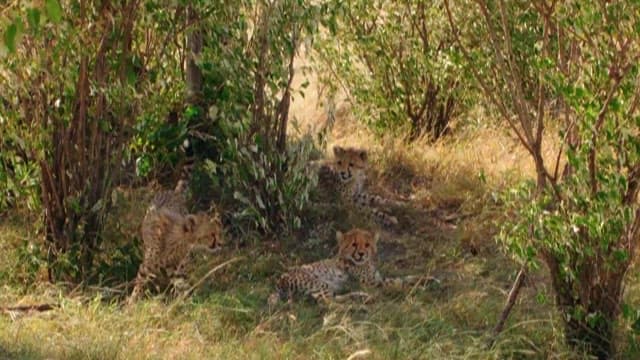 Cheetahs Resting Under the Shade of a Tree in the Grassland