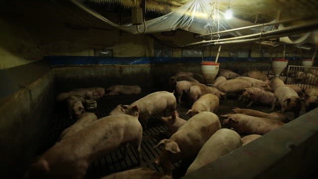 Interior of a Pig Farm with Lights on
