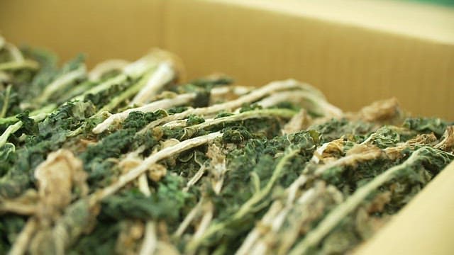 Dried radish greens neatly packed in boxes for sale