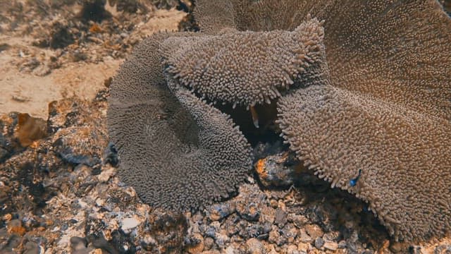 Clownfish Navigating Vibrant Coral Reefs