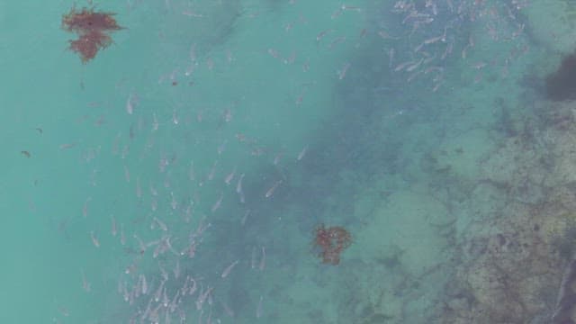 School of fish swimming in clear water