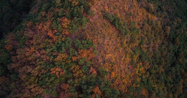 View of Lush Forest in the Beginning of Fall