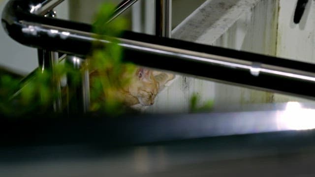 Cat sleeping peacefully on a ledge