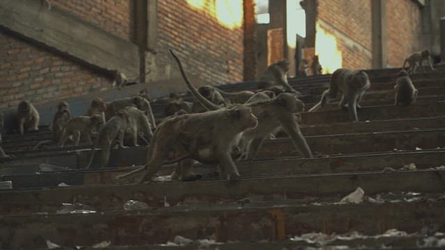 Monkeys Walking on Dirty Stairs in an Abandoned Place