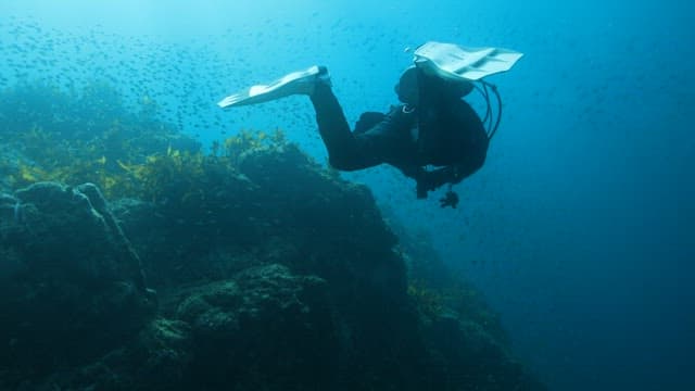 Diver Exploring Underwater Coral Reef