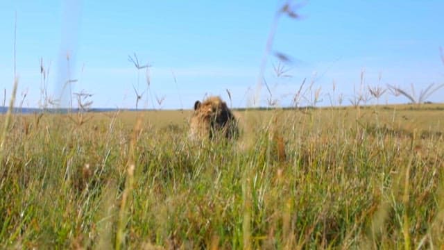 Hyena roaming in the grassland