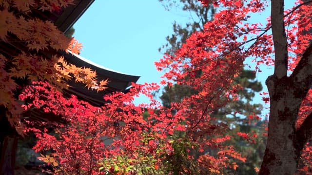Red ColoredL Leaves near Traditional Buildings