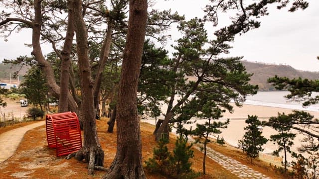 Serene forest path by the beach