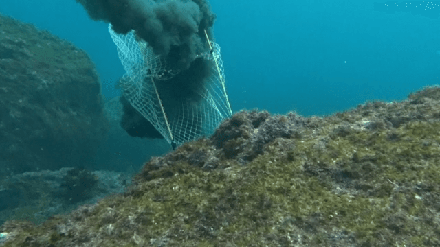 Diver catching a squid spewing ink underwater