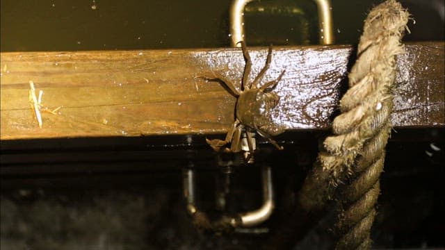 Crab Clinging To A Rope By The Water