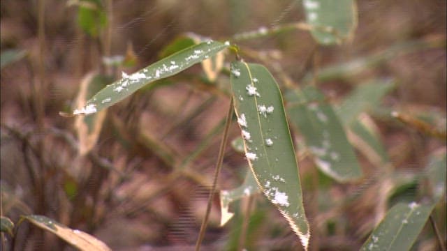Plants on a snowy day