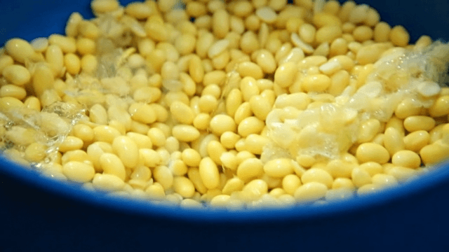 Water pouring over soybeans in a blue bowl