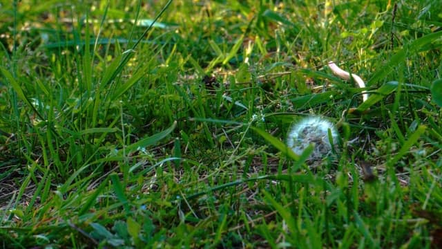 Dandelion fluff lying amidst fresh green grass in sunlight