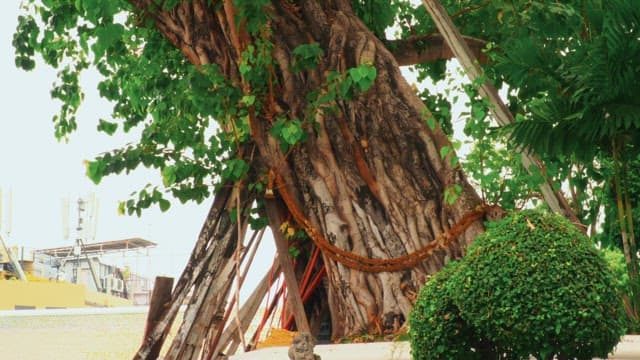 Trunk of sacred green tree guarding city near Thai temple