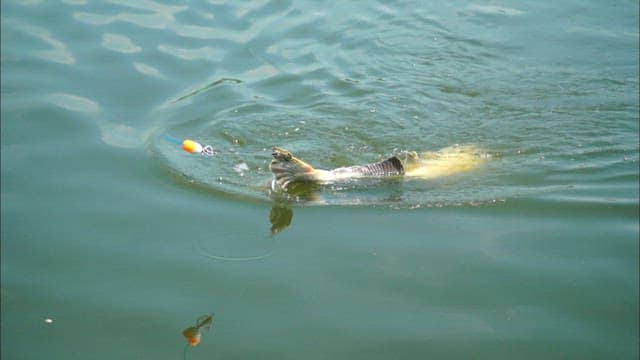 Fish struggling on a fishing line
