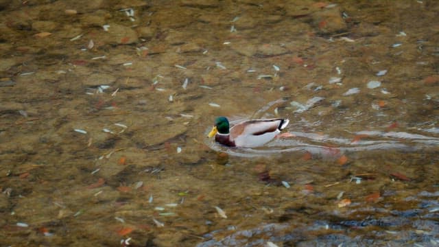 Duck swimming in a clear stream