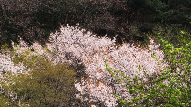 Springtime view of cherry blossoms in full bloom in the forest.