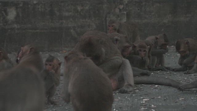 Monkeys Playing on a Stone Structure in Ancient Temple