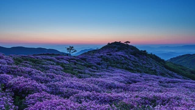 Sunrise over a blossoming purple hillside