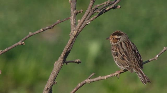 Bird perched on a branch and another bird eats an worm