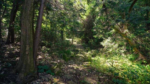 Sunlit forest pathway surrounded by dense trees