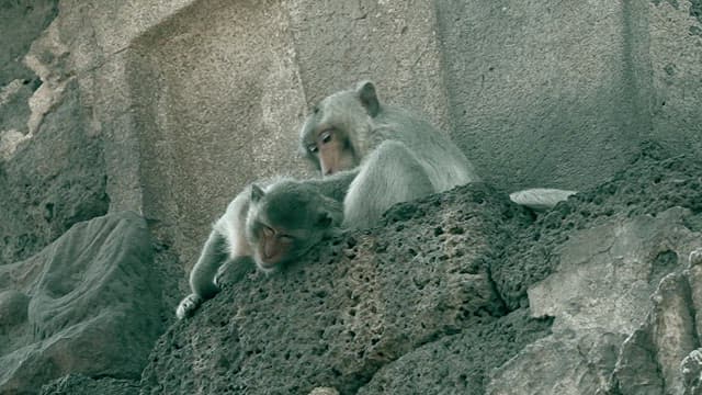 Monkeys Closely Grooming Together with Affection