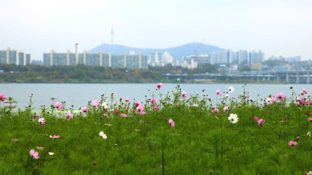 Pink flowers with a city skyline in the background