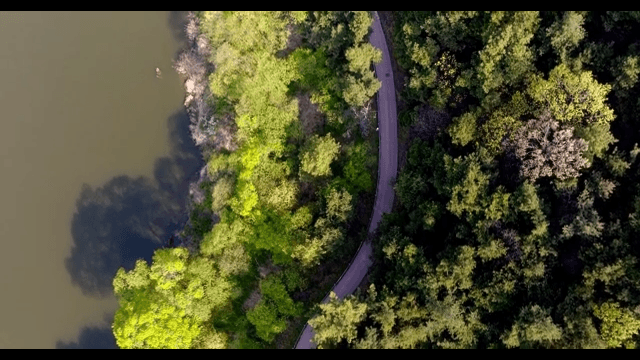 Winding path through lush green forest