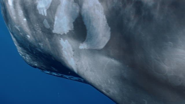 Eyes of a Giant Sperm Whale